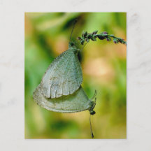 Psyche Leptosia Nina Butterflies Mating Personalized Flyer