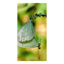 Psyche Leptosia Nina Butterflies Mating Photo Card