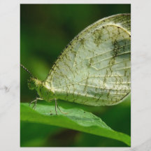 Psyche Leptosia Nina Butterfly Full Color Flyer