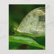 Psyche Leptosia Nina Butterfly Full Color Flyer