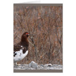 Ptarmigan