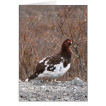 Ptarmigan