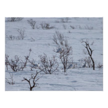 Ptarmigan Family Photo Art