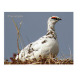 Ptarmigan in Spring, Unalaska Island Postcards