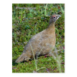 Ptarmigan in Summer, Unalaska Island Postcards
