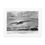 Pteranodon art postcard