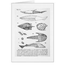 Pteraspis art card