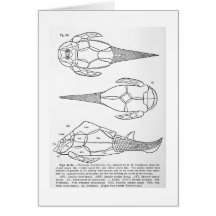Pterichthys testudinarius art card
