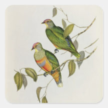 Ptilinopus Ewingii Square Stickers