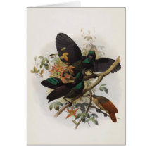 Ptiloris victoriae - Queen Victoria's Rifle-bird Greeting Cards