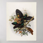 Ptiloris victoriae - Queen Victoria's Rifle-bird Poster