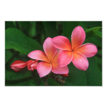 Pua Melia Tropical Plumeria Photograph