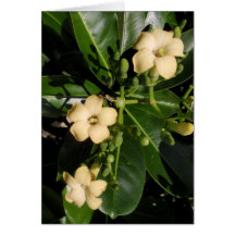 Puakenikeni Greeting Card