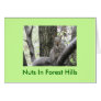 Pucci Strikes a pose, Nuts In Forest Hills Card