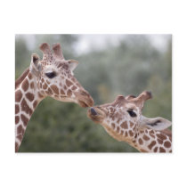 Pucker Up! Postcard