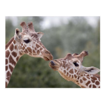 Pucker Up! Postcard