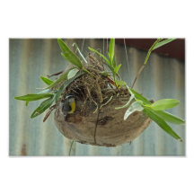 Puerto Jimenez Airport Nest Art Photo