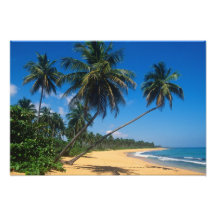 Puerto Rico, Isla Verde, palm trees. Photographic Print