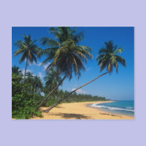 Puerto Rico, Isla Verde, palm trees. postcards