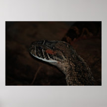 Puffadder Poster