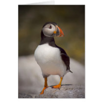 Puffin Greeting Cards