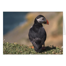 Puffin. Card by cARTerART