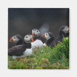 Puffin Gang Fridge Magnets