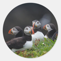 Puffin Gang Stickers