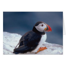 Puffin Greeting Cards