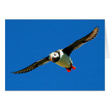 Puffin in Flight Cards