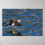 Puffin in Flight Poster/Print