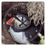 Puffin in the Burrow Wallclocks