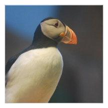Puffin Invitations