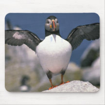 Puffin, Machia Island, Maine, U.S.A. Mousepads