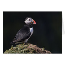 Puffin on Rock. Card by cARTerART
