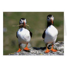 Puffin Pair blank greeting card