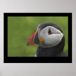 Puffin Portrait 2 Print