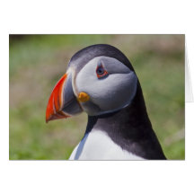 Puffin Portrait Card