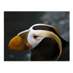 Puffin Post Cards