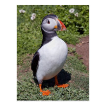 Puffin Postcard