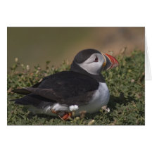 Puffin sat in flowers. Card by cARTerART