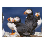 Puffin-tastic Postcard
