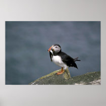 Puffin with fish posters