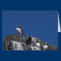 Puffins cards