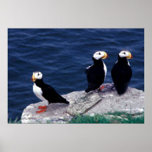 Puffins Poster