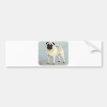 Pug Bumper Sticker
