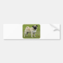 Pug Bumper Sticker