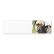 Pug Dog Breed  Bumper Sticker