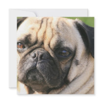 Pug Dog Breed Invitations