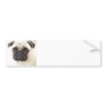 Pug Dog Bumper Sticker
